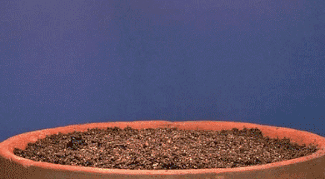 6ac9a886c98df682886190aa9e7b16a2.gif 6ac9a886c98df682886190aa9e7b16a2.gif