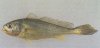 63 大黄鱼Pseudosciaena crocea (Richardson.jpg