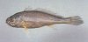 64 小黄鱼Pseudosciaena polyactis Bleeker.jpg