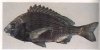 69 黑鲷Sparus macrocephalus (Basilewsky.jpg