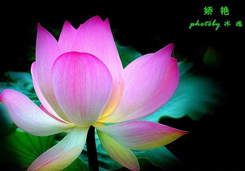 荷花.jpg